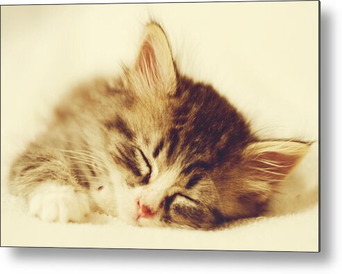 Kitten Metal Print featuring the photograph Content Kitty by Pam Holdsworth