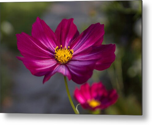 Cosmos Metal Print featuring the photograph Cosmos Flower by Arlene Carmel