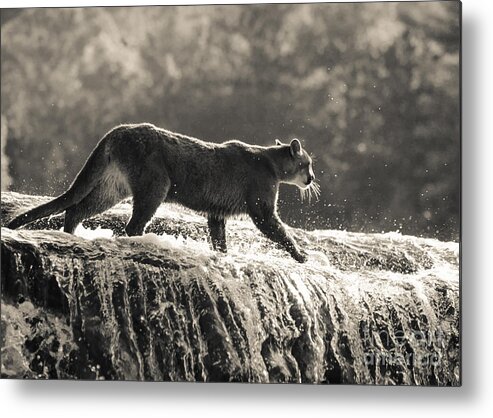 Cougar Metal Print featuring the photograph Cougar Crossing by Chris Scroggins