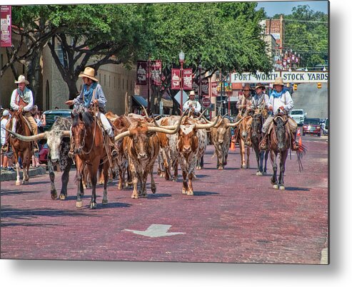 Animals Metal Print featuring the photograph Cowtown Cattle Drive by David and Carol Kelly