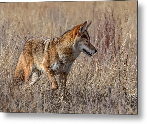 Coyote Metal Print featuring the photograph Coyote on the Hunt by Dawn Key