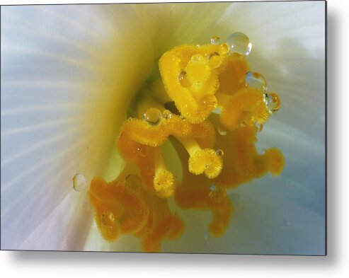 Macro Metal Print featuring the photograph Curly by Wendy Wilton