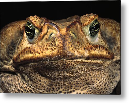 Feb0514 Metal Print featuring the photograph Cururu Toad Face Brazil by Pete Oxford