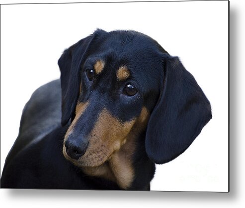 Dog Metal Print featuring the photograph Dachshund by Linsey Williams