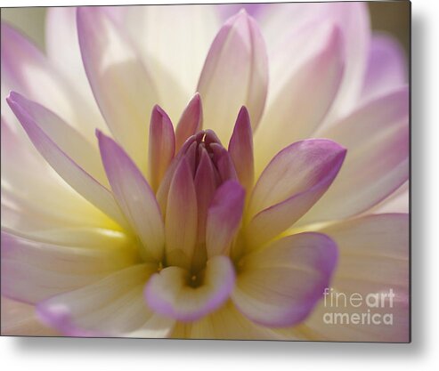 Nature Metal Print featuring the photograph Dahlia 1 by Rudi Prott