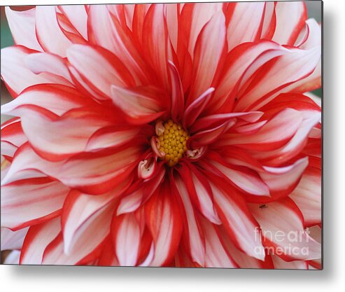 Nature Metal Print featuring the photograph Dahlia 20 by Rudi Prott