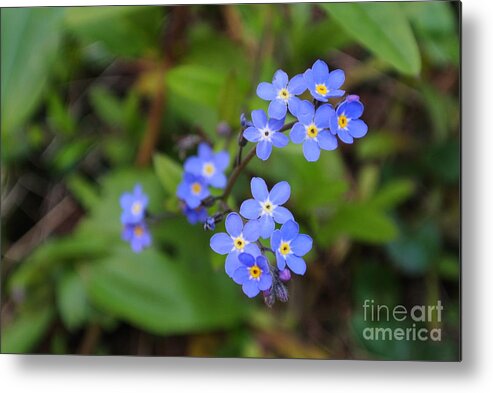  Metal Print featuring the photograph Dainty Blue by Sharron Cuthbertson
