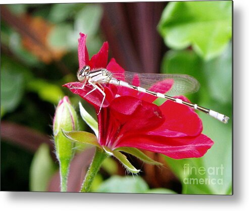 Damselfly Metal Print featuring the photograph Damselfly by Renee Croushore