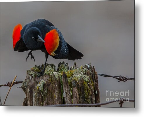 Landscape Metal Print featuring the photograph Dancing for the Ladies by Cheryl Baxter