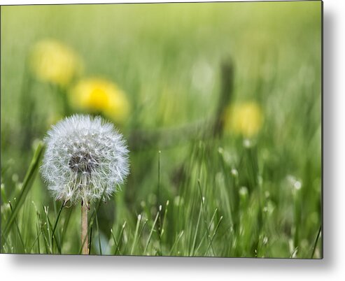 Dandelion Metal Print featuring the photograph Dandelion Don't Tell No Lies by Belinda Greb