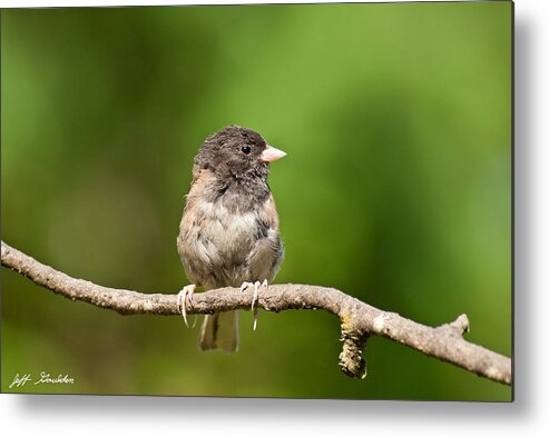Animal Metal Print featuring the photograph Dark Eyed Junco by Jeff Goulden