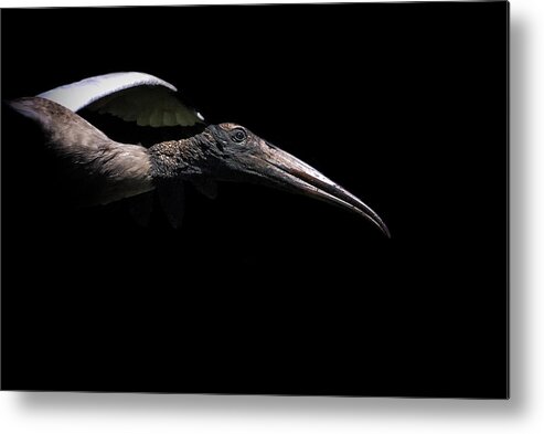 Stork Metal Print featuring the photograph Dark Flight by Ghostwinds Photography