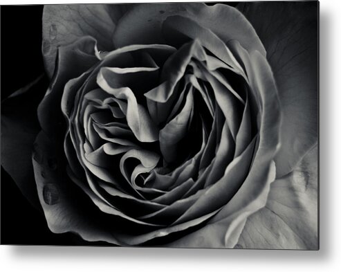 Flowers Metal Print featuring the photograph Dark Flower 15 by Grebo Gray