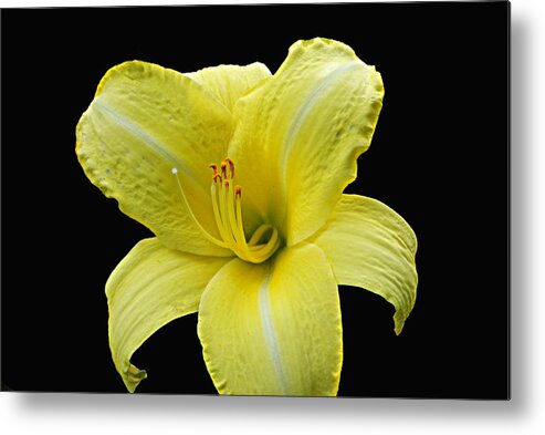 Plant Life Metal Print featuring the photograph Day Lily Pla 134 by Gordon Sarti