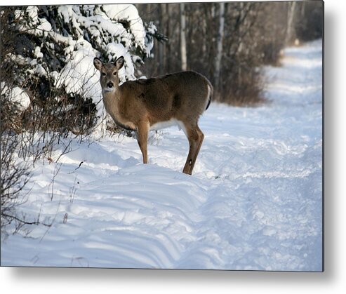 Deer Metal Print featuring the photograph Deep in the Woods by Larry Trupp