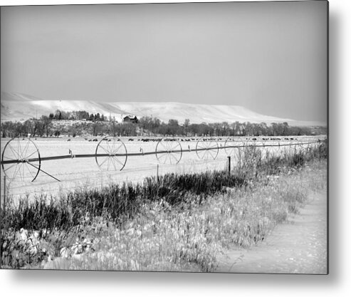 Winter Metal Print featuring the photograph Deer Herd in Winter by Lisa Holland-Gillem