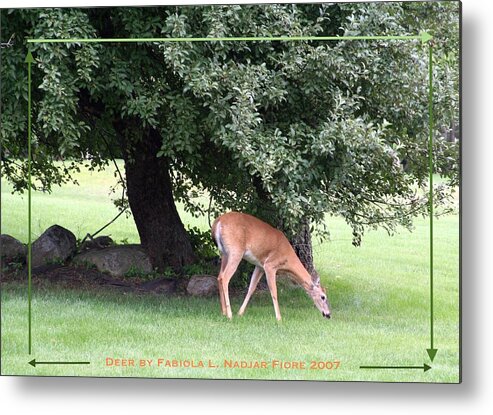 Deer Metal Print featuring the photograph Deer Solo Grass by Fabiola L Nadjar Fiore