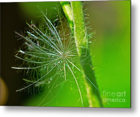 Flower Metal Print featuring the photograph Delicate flakes by PatriZio M Busnel