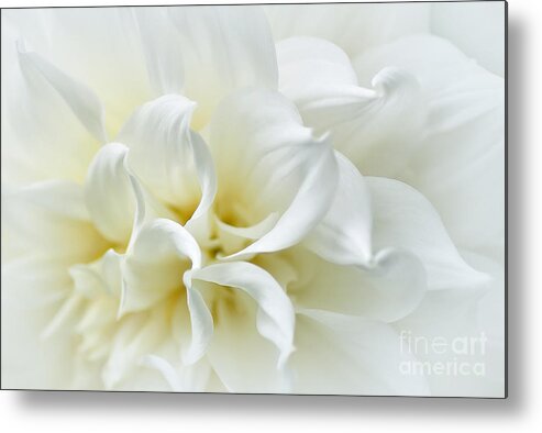 Delicate White Softness Metal Print featuring the photograph Delicate White Softness by Kaye Menner