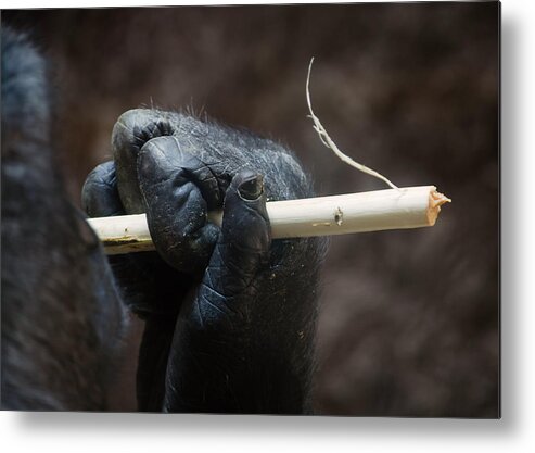 Gorilla Hand Metal Print featuring the photograph Dexterity by Rebecca Sherman