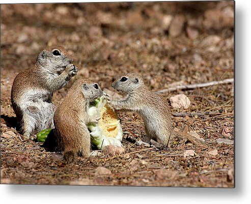 Squirrel Metal Print featuring the photograph Dinner for three by Ruth Jolly