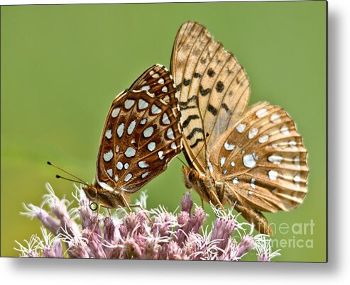 Butterflies Metal Print featuring the photograph Dinner for Two by Cheryl Baxter