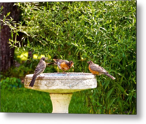 Birds Metal Print featuring the photograph What Is So Great About A Bath? by Kristin Hatt