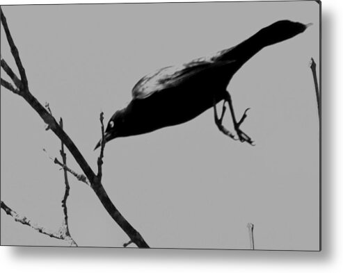 Grackle Metal Print featuring the photograph Dive bombing by Joe Faherty