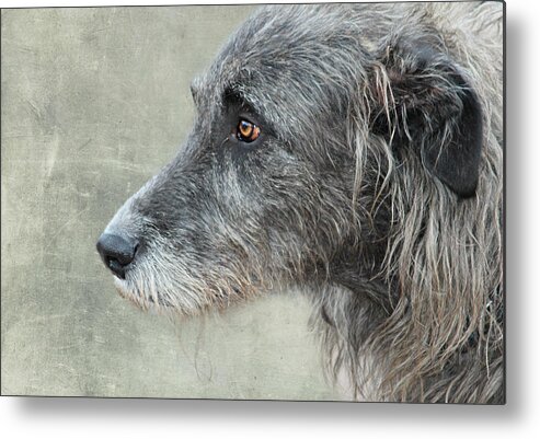 Dog Metal Print featuring the photograph dog by Heike Hultsch