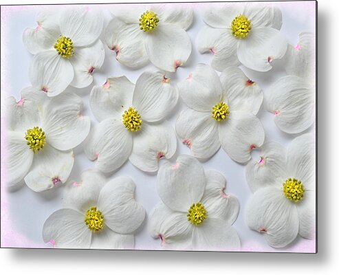 Floral Metal Print featuring the photograph Dogwood Season Number Three by Lena Wilhite