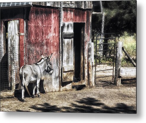 Donkey Metal Print featuring the photograph Donkey by Melissa Connors