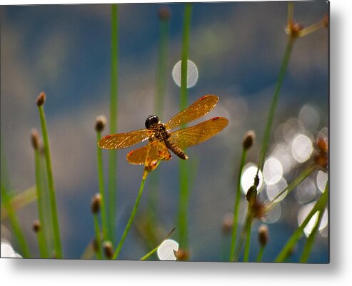 Butterflies Metal Print featuring the photograph Double Wing Dragon Fly Ins 78 by Gordon Sarti