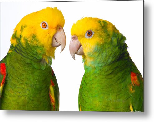 Amazon Metal Print featuring the photograph Double Yellow-headed Amazon Pair Portrait by Avian Resources
