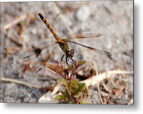 Dragonfly Metal Print featuring the photograph Dragonfly by Dan Williams