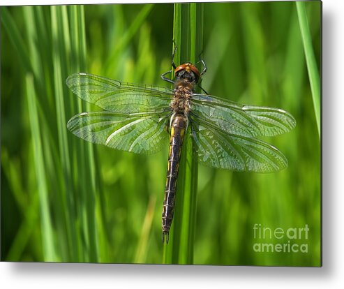 Dragonfly Metal Print featuring the photograph Dragonfly on Grass by Sharon Talson