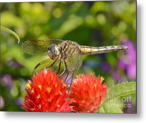 Dragonfly Metal Print featuring the photograph Dragonfly On Red Flowers by Kathy Baccari