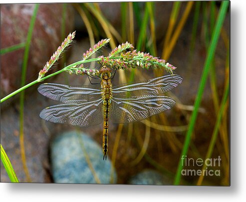 Dragonfly Drinking The Flower Nector Metal Print featuring the photograph Dragonfly X-ray by Mae Wertz