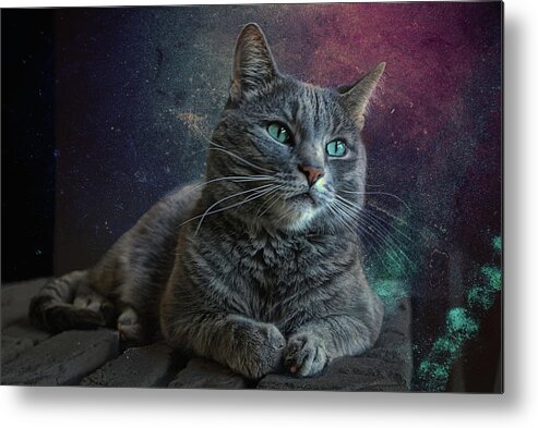 Cat Metal Print featuring the photograph Dreamer by Joachim G Pinkawa