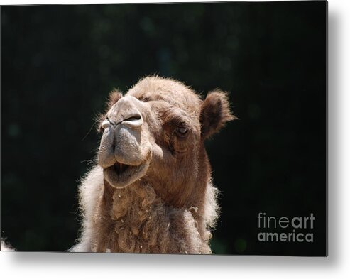 Camel Metal Print featuring the photograph Dromedary Camel Face by DejaVu Designs