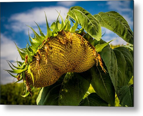 Sunflower Metal Print featuring the photograph Drooping Sunflower by Chuck De La Rosa