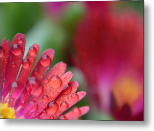 Red Metal Print featuring the photograph Drops of Rain in Red and Pink by Forest Floor Photography