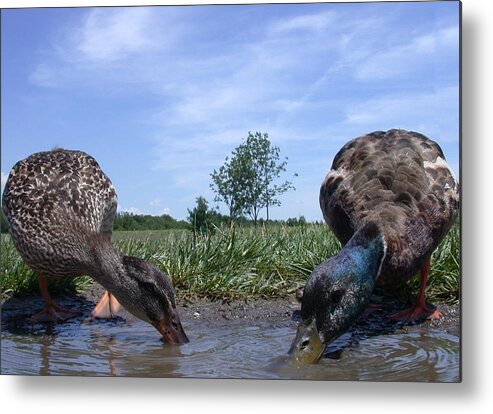 Duck Metal Print featuring the photograph Ducks Eye View by Shane Bechler