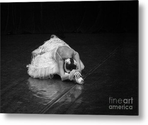 Clare Bambers Metal Print featuring the photograph Dying Swan 4. by Clare Bambers