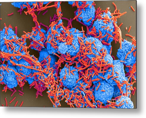 Science Metal Print featuring the photograph E Coli And Macrophages Sem by Science Source