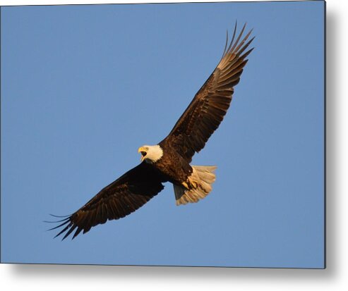 Eagle Metal Print featuring the photograph Eagle Flight 5 by Bonfire Photography