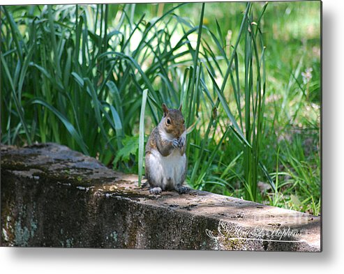 Echo Hill Metal Print featuring the photograph Eastern Grey Squirrel 20120429_150a by Tina Hopkins