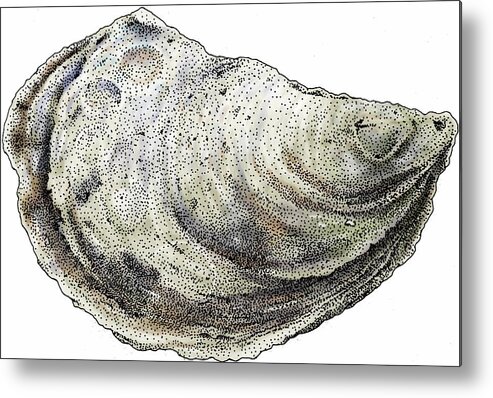 Eastern Oyster Metal Print featuring the photograph Eastern Oyster by Roger Hall