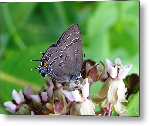 Nature Metal Print featuring the photograph Eastern Tailed Blue Butterfly by Peggy King