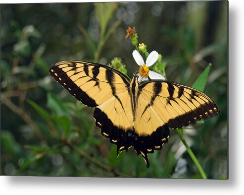 Photograph Metal Print featuring the photograph Eastern Tiger Swallowtail by Larah McElroy