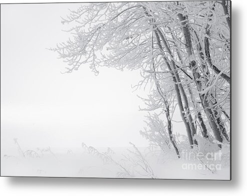 Frost Metal Print featuring the photograph Edge of Winter by Dan Jurak